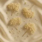 Fleur de sureau