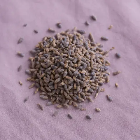 Lavender