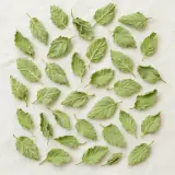 Mélisse