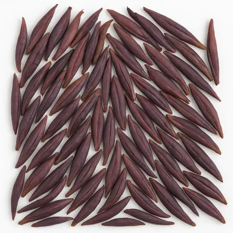 Purple Bud Pu-erh