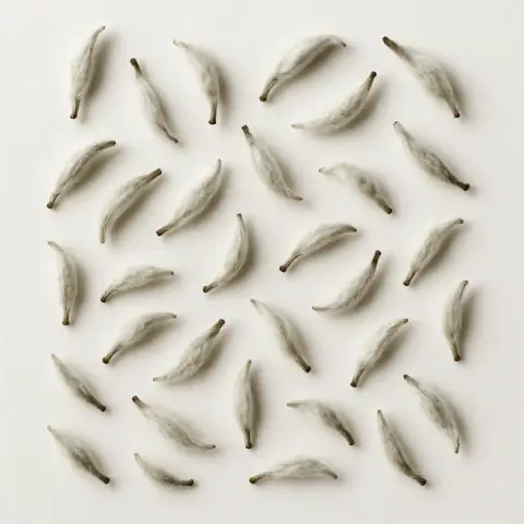 Yunnan Snow Buds